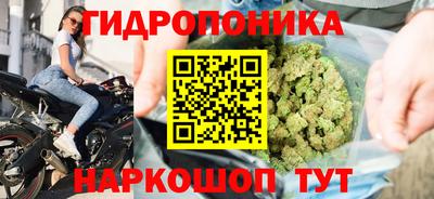 стафф Гай
